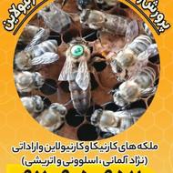 پرورش و فروش ملکه کارنیکا