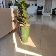 اجاره تخت و صندلی