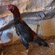 خروس لاری نوک طوطی و مرغ حجازی