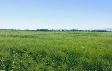 خریدار باغ و باغچه متراژ محدوده چهار باغ