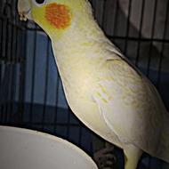 عروس هلندی ماده