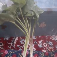 فروش گیاه بهار