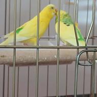 یک جفت مرغ عشق نر و ماده کاملا سر و حال