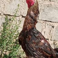 خروس لاری اصیل