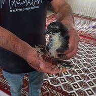 فروش جوجه امپراطور