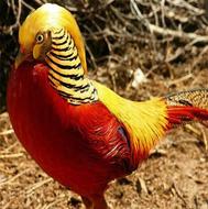 خریدار جوجه قرقاول نژاد بلژیکی و سیلور هستم