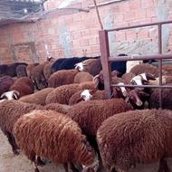 خریدار بره نر پرواری