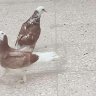 یک جفت کبوتر مفلق