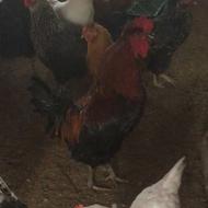 مرغ خروس تخم گذار