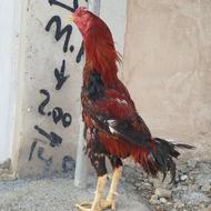 خروس لاری 3دانگ