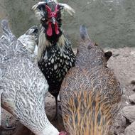مرغ محلی و خروس