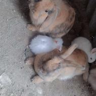 خرگوش بالغ جرسی