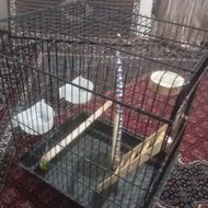 قفس عروس هلندی