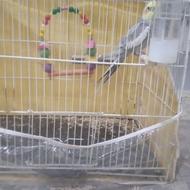 عروس هلندی بالغ و سخنگو