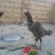 مرغ لاری با ارزش