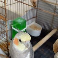 عروس هلندی نر و ماده سخنگو تخم گذار