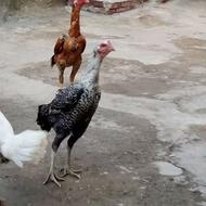 خروس و مرغ لاری