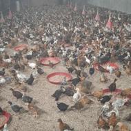 جوجه رنگی محلی 35 روزه