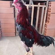خروس لاری اصیل