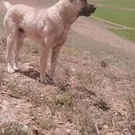 واگذاری سگ سرابی‌ادم‌گیر‌ ‌نگهبان‌عالی‌وگله