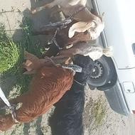 فروش چنتا تروشت وگتاچ