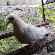 کبوتر فروشی