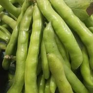 باقلا سبز تازه چین