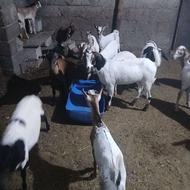 کهره وبره چاق فروشی