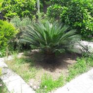 سیگاس 10 ساله