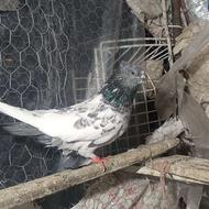 کبوتر کله شین و جوجه سرور