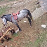 فروش اسب جوان سالم وزی عیبو بی نقص