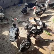 اردک اسرائیلی.خروس لاری.مرغ لاری.غاز اکراینی