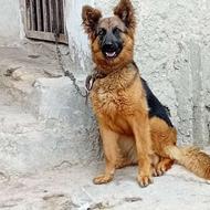 سگژرمن حوالی فرودگاه گم شده