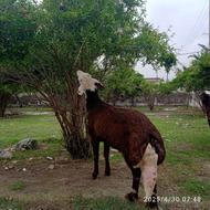 قوچ کله سفید