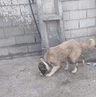 سگ سرابی 4ماهه واگذار