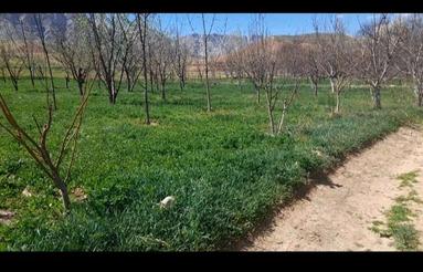 زمین کشاورزی یا باغی