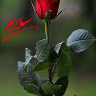 علف و باغات