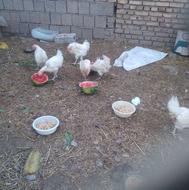 مرغ تخم گذار