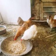 خروس دورگه برهما