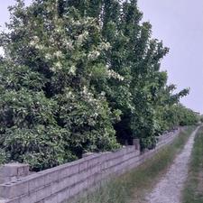 فروش زمین کشاورزی 2700 متر در جاده بابل-بهنمیر