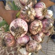 سیر تازه شمال