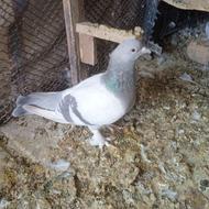 سه تا سوسنی دوتا ماده یکی نر