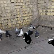 کفتر ماده قاطی