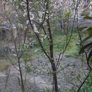 زمین و خانه مسکونی