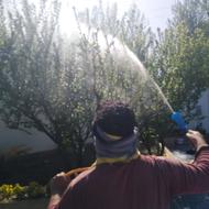 سم پاشی علف زنی خریدارمیوه شما روی درخت