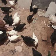 جوجه گلین سیاه و سفید