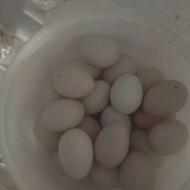 تخم مرغ و مرغ و خروس محلی اصل