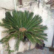 گل سیکاس طبیعی