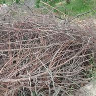 چوب مناسب حصارکشی محوطه و باغچه و سوزاندن