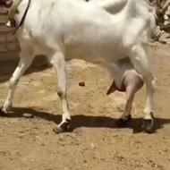 بز افقان به شرط 4لیتر شیر در روز